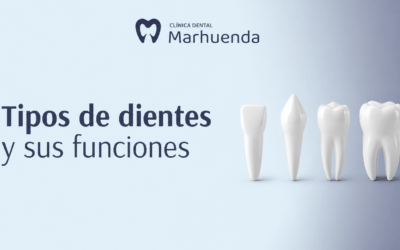 Tipos de dientes y sus funciones | Guía completa