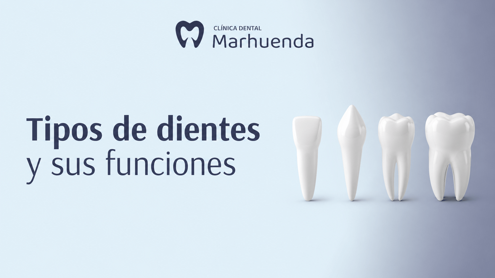 Tipos de dientes y sus funciones